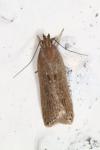 Helcystogramma triannulella