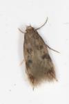 Borkhausenia