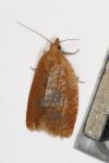 Clepsis consimilana