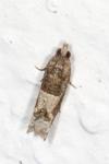 Crocidosema plebejana