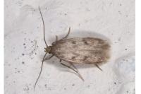 Borkhausenia