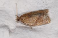 Clepsis consimilana