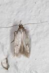 Borkhausenia