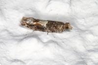 Crocidosema plebejana