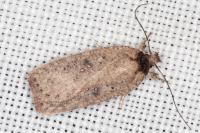 Agonopterix scopariella