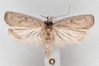 Agonopterix scopariella