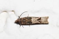 Crocidosema plebejana