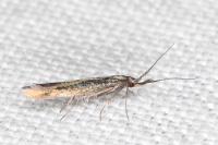 Coleophora variicornis