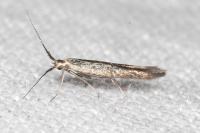 Coleophora variicornis