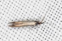 Coleophora variicornis