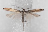 Coleophora variicornis