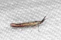 Coleophora variicornis