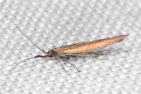 Coleophora variicornis
