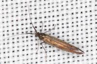 Coleophora variicornis