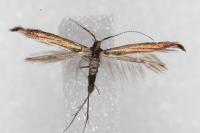 Coleophora variicornis