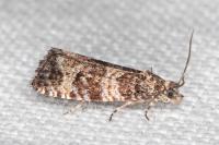 Celypha rurestrana