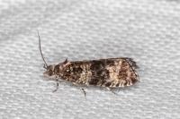 Celypha rurestrana