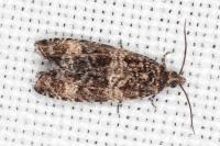 Celypha rurestrana