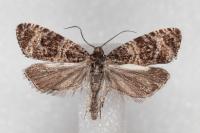 Celypha rurestrana