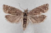 Pelochrista sordicomana