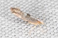 Argyresthia spinosella