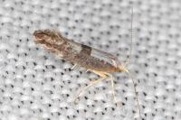 Argyresthia spinosella