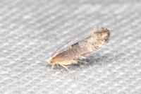 Argyresthia spinosella