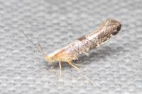 Argyresthia spinosella