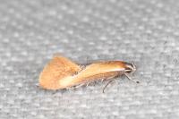 Batia lunaris