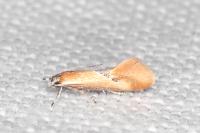 Batia lunaris