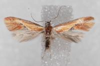 Batia lunaris