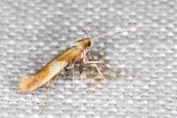 Caloptilia robustella