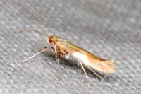 Caloptilia robustella