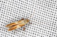 Caloptilia robustella