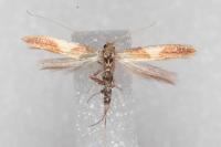 Caloptilia robustella