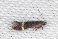 Aproaerema suecicella