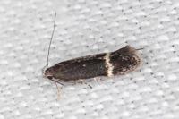 Aproaerema suecicella