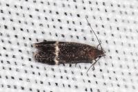 Aproaerema suecicella