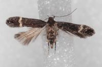 Aproaerema suecicella