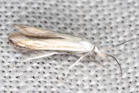 Coleophora zelleriella