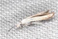 Coleophora zelleriella