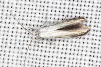 Coleophora zelleriella