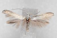 Coleophora zelleriella