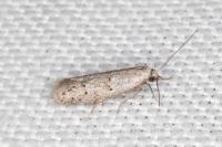 Symmocoides oxybiella