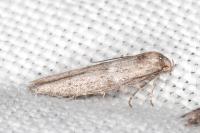 Blastobasis