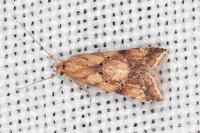 Brachmia blandella