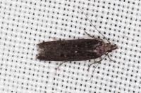 Neofaculta ericetella