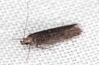 Neofaculta ericetella