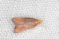 Eurodachtha pallicornella
