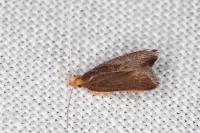 Eurodachtha pallicornella